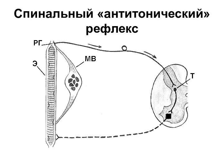 Спинальный «антитонический» рефлекс