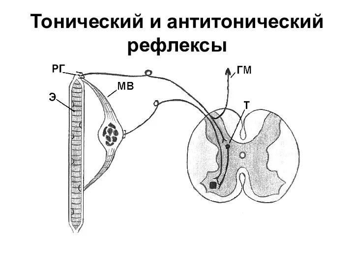 Тонический и антитонический рефлексы