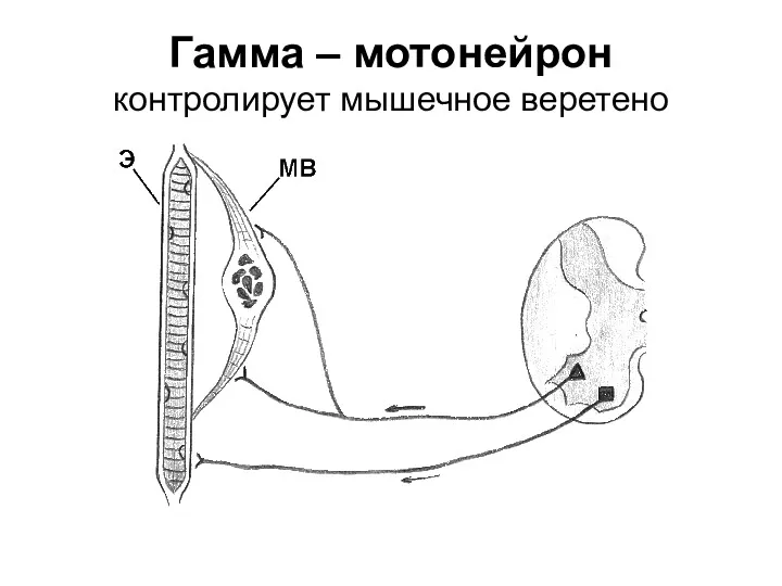 Гамма – мотонейрон контролирует мышечное веретено
