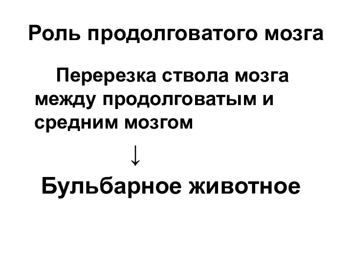 Роль продолговатого мозга Перерезка ствола мозга между продолговатым и средним мозгом ↓ Бульбарное животное