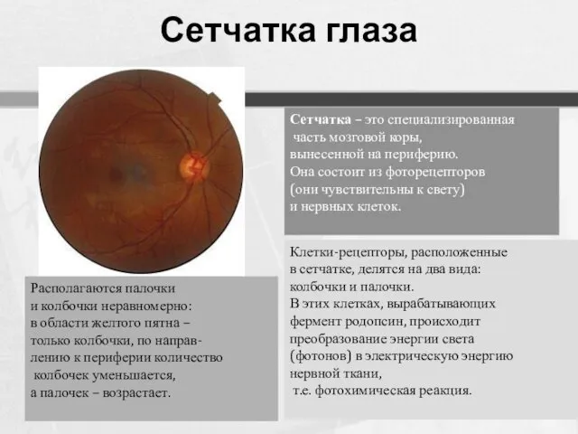 Сетчатка глаза Сетчатка – это специализированная часть мозговой коры, вынесенной на периферию. Она