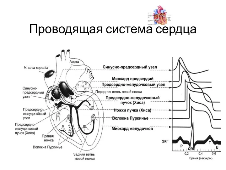 Проводящая система сердца