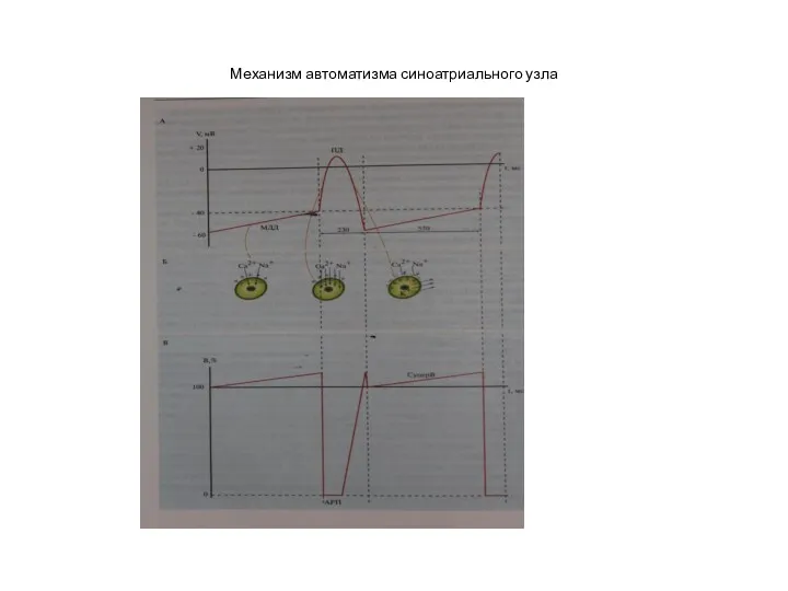 Механизм автоматизма синоатриального узла