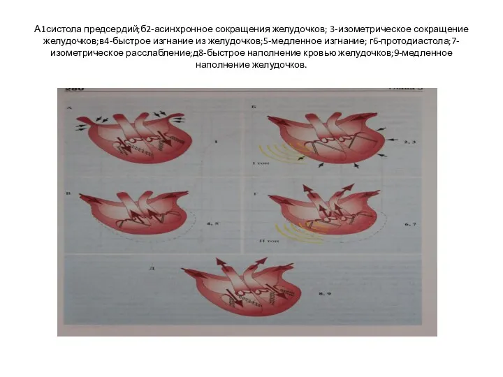 А1систола предсердий;б2-асинхронное сокращения желудочков; 3-изометрическое сокращение желудочков;в4-быстрое изгнание из желудочков;5-медленное