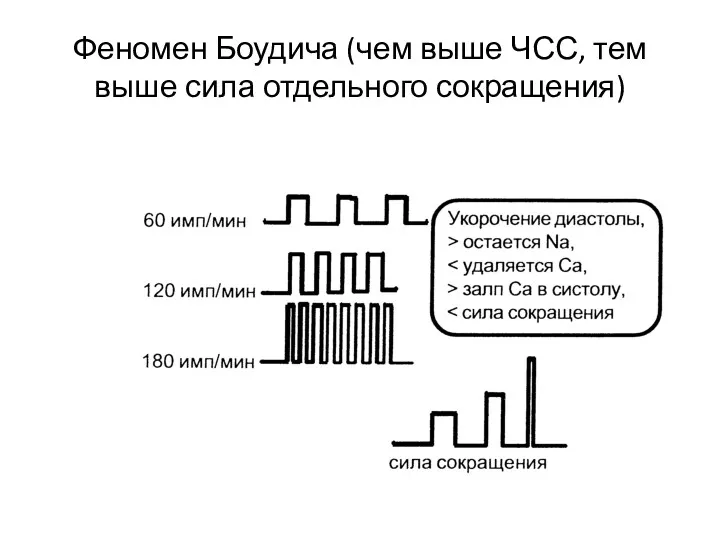 Феномен Боудича (чем выше ЧСС, тем выше сила отдельного сокращения)