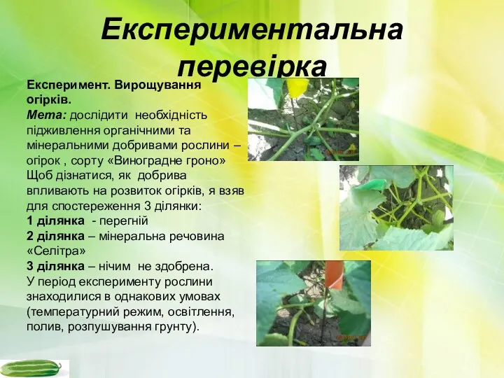 Експериментальна перевірка Експеримент. Вирощування огірків. Мета: дослідити необхідність підживлення органічними