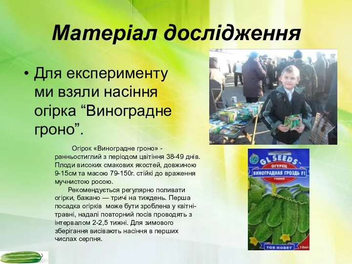 Матеріал дослідження Для експерименту ми взяли насіння огірка “Виноградне гроно”.