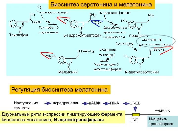 Биосинтез серотонина и мелатонина Наступление темноты норадреналин цАМФ ПК-A CREB мРНК Диурнальный ритм