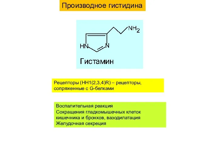 Рецепторы (HH1(2,3,4)R) – рецепторы, сопряженные с G-белками Воспалительная реакция Сокращения гладкомышечных клеток кишечника