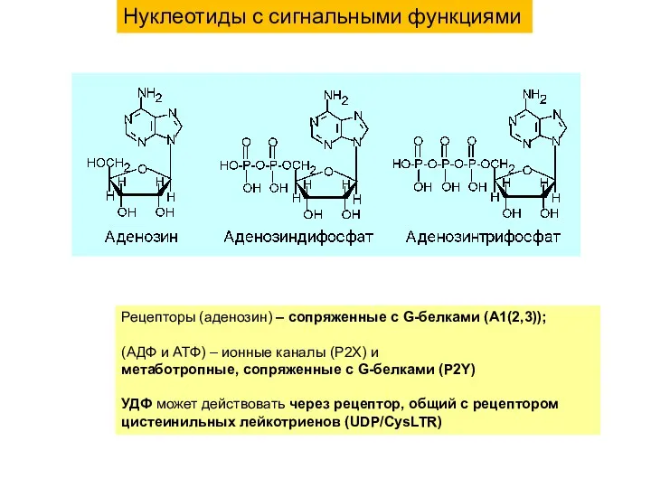 Рецепторы (аденозин) – сопряженные с G-белками (A1(2,3)); (АДФ и АТФ) – ионные каналы
