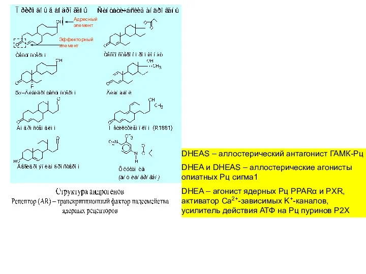 DHEAS – аллостерический антагонист ГАМК-Рц DHEA и DHEAS – аллостерические агонисты опиатных Рц