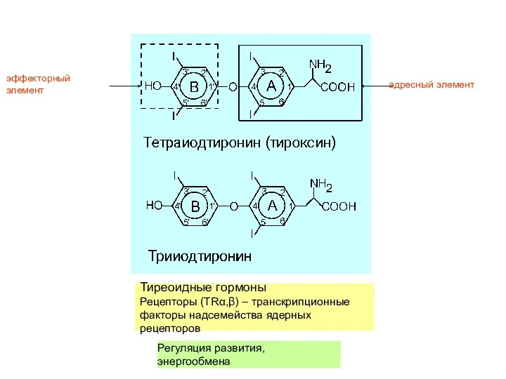Тиреоидные гормоны Рецепторы (TRα,β) – транскрипционные факторы надсемейства ядерных рецепторов адресный элемент эффекторный