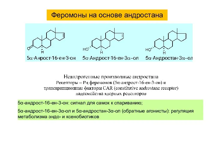 5α-андрост-16-ен-3-он: сигнал для самок к спариванию; 5α-андрост-16-ен-3α-ол и 5α-андростан-3α-ол (обратные агонисты): регуляция метаболизма