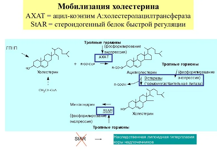 Мобилизация холестерина АХАТ = ацил-коэнзим А:холестеролацилтрансфераза StAR = стероидогенный белок быстрой регуляции Наследственная