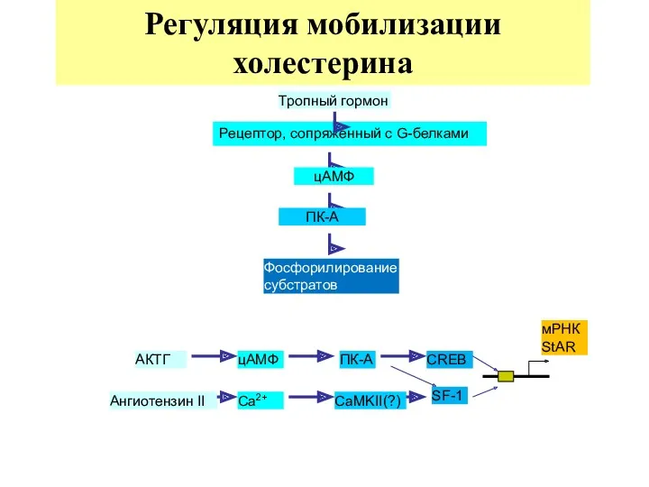 Тропный гормон цАМФ ПК-A Фосфорилирование субстратов Ангиотензин II мРНК StAR АКТГ цАМФ Ca2+