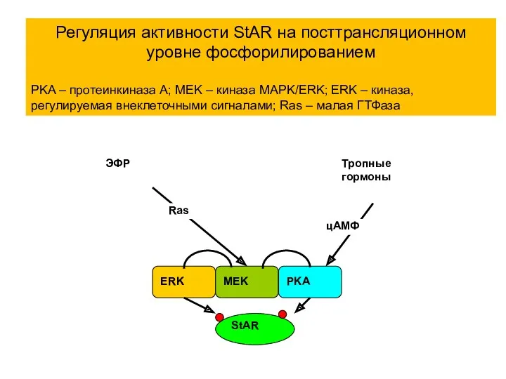 Регуляция активности StAR на посттрансляционном уровне фосфорилированием PKA – протеинкиназа A; MEK –