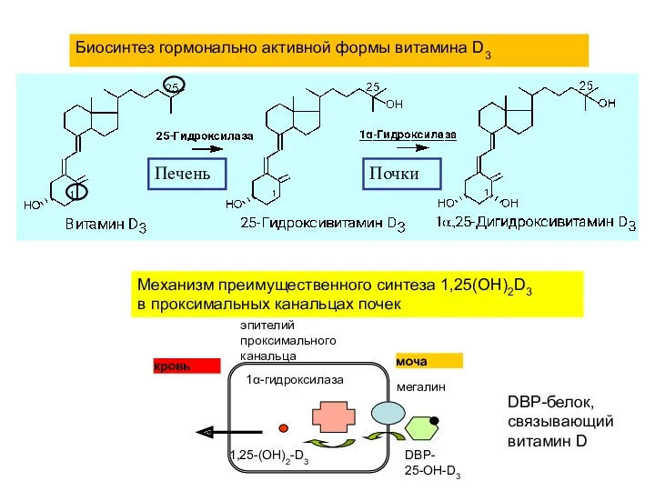 Биосинтез гормонально активной формы витамина D3 Механизм преимущественного синтеза 1,25(OH)2D3 в проксимальных канальцах