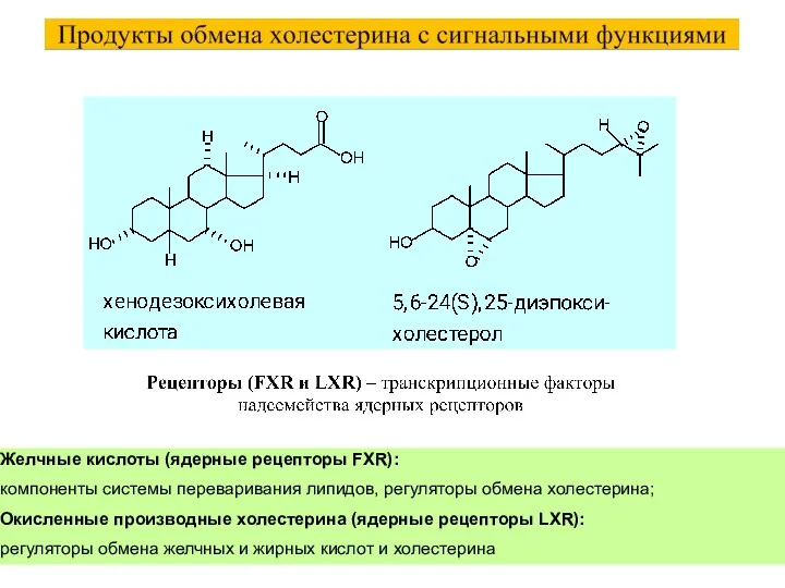 Желчные кислоты (ядерные рецепторы FXR): компоненты системы переваривания липидов, регуляторы обмена холестерина; Окисленные
