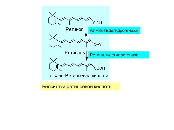 Биосинтез ретиноевой кислоты Ретинальдегидрогеназа Алкогольдегидрогеназа