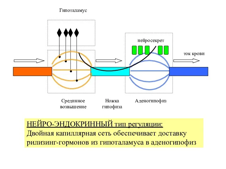 НЕЙРО-ЭНДОКРИННЫЙ тип регуляции: Двойная капиллярная сеть обеспечивает доставку рилизинг-гормонов из гипоталамуса в аденогипофиз