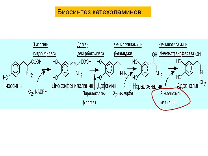 Биосинтез катехоламинов
