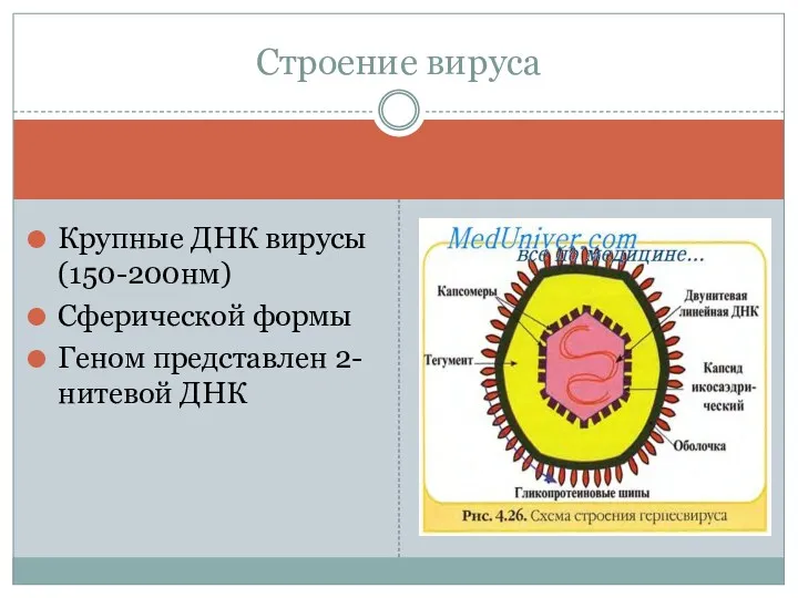 Крупные ДНК вирусы (150-200нм) Сферической формы Геном представлен 2-нитевой ДНК Строение вируса