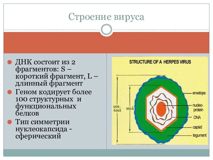 ДНК состоит из 2 фрагментов: S – короткий фрагмент, L