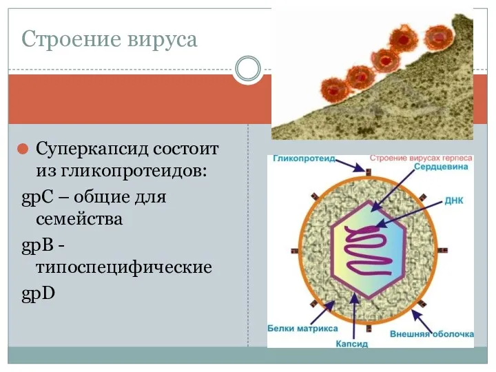 Суперкапсид состоит из гликопротеидов: gpC – общие для семейства gpB - типоспецифические gpD Строение вируса