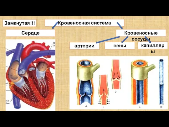 Кровеносная система Сердце артерии Кровеносные сосуды Замкнутая!!! вены капилляры