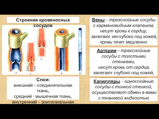 Слои: внешний – соединительная ткань, средний - мышечная ткань, внутренний – эпителиальная ткань