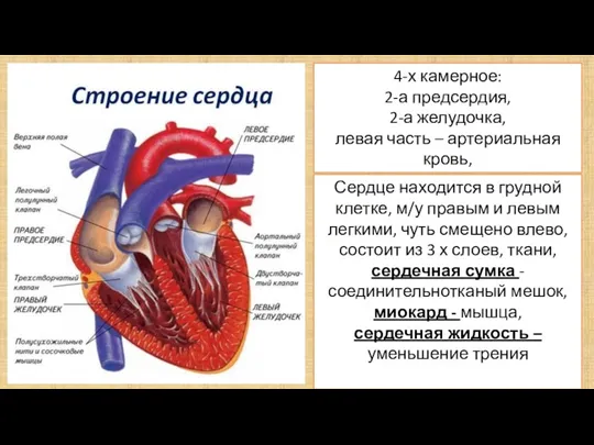4-х камерное: 2-а предсердия, 2-а желудочка, левая часть – артериальная кровь, правая –