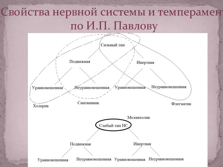 Свойства нервной системы и темперамент по И.П. Павлову