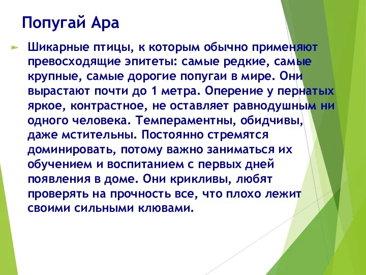 Попугай Ара Шикарные птицы, к которым обычно применяют превосходящие эпитеты: