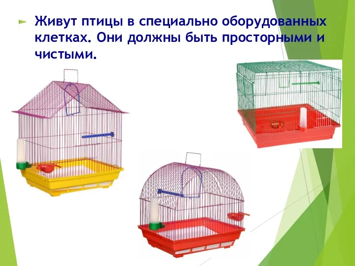 Живут птицы в специально оборудованных клетках. Они должны быть просторными и чистыми.