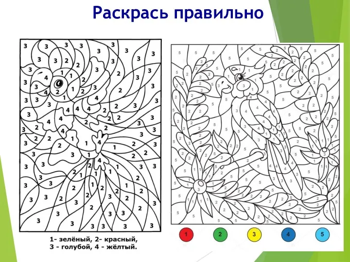 Раскрась правильно