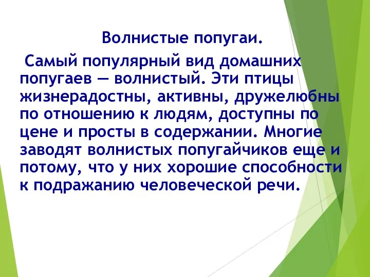 Волнистые попугаи. Самый популярный вид домашних попугаев — волнистый. Эти