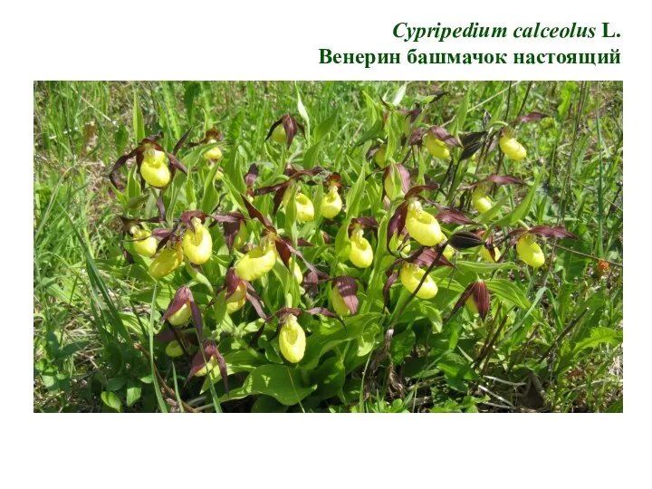 Cypripedium calceolus L. Венерин башмачок настоящий