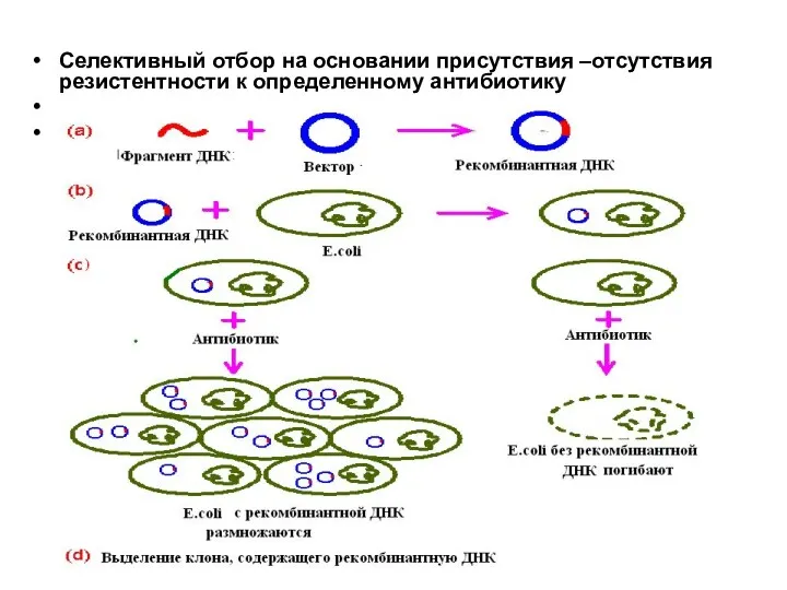 Селективный отбор на основании присутствия –отсутствия резистентности к определенному антибиотику