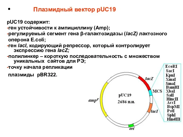 Плазмидный вектор pUC19 pUC19 содержит: -ген устойчивости к ампициллину (Amp);