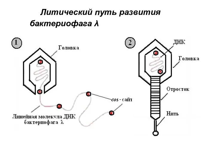 Литический путь развития бактериофага λ