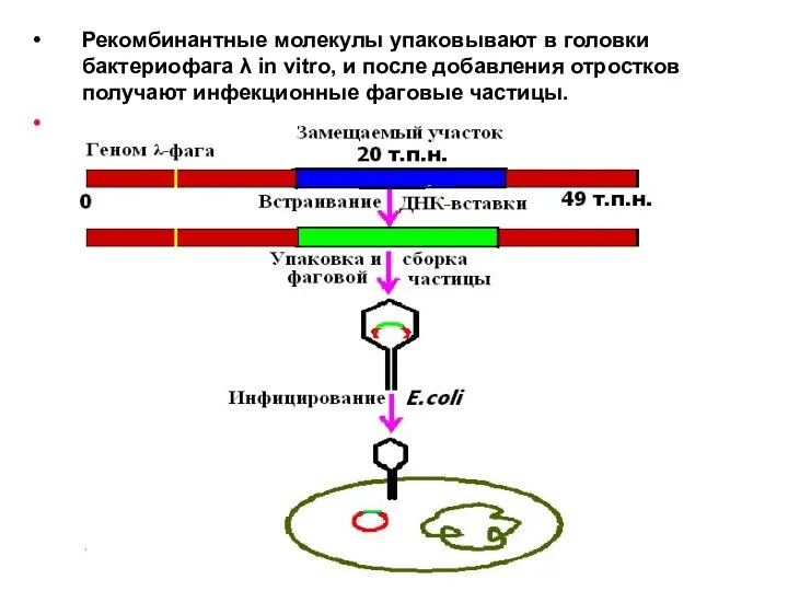 Рекомбинантные молекулы упаковывают в головки бактериофага λ in vitro, и