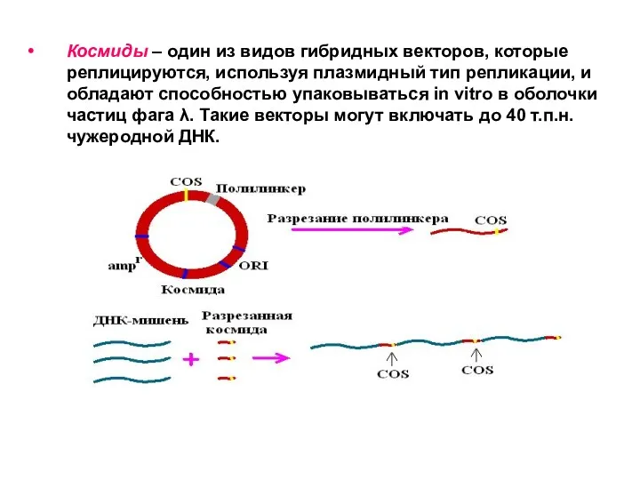 Космиды – один из видов гибридных векторов, которые реплицируются, используя