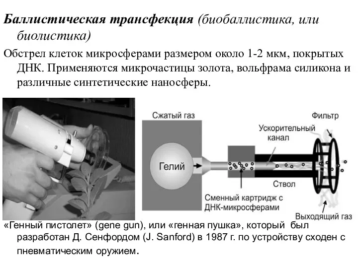 Баллистическая трансфекция (биобаллистика, или биолистика) Обстрел клеток микросферами размером около