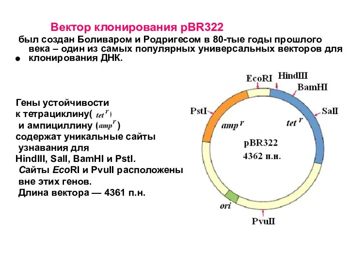 Вектор клонирования pBR322 был создан Боливаром и Родригесом в 80-тые