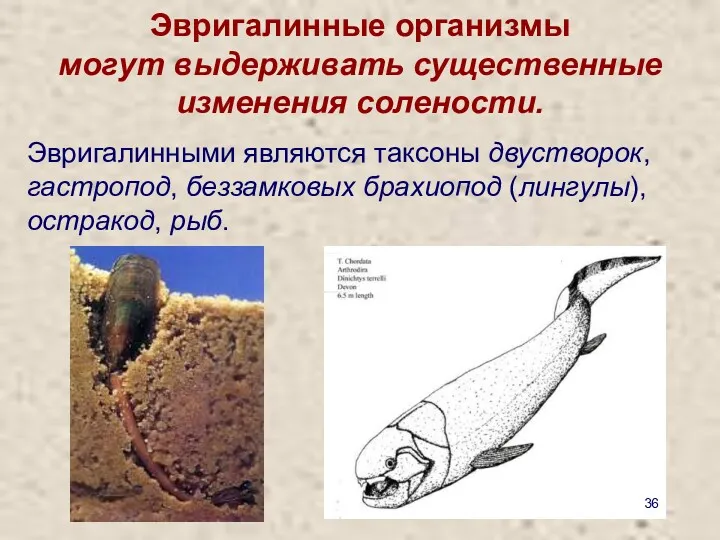 Эвригалинные организмы могут выдерживать существенные изменения солености. Эвригалинными являются таксоны двустворок, гастропод, беззамковых