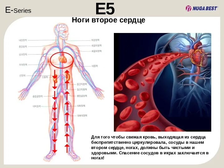 E-Series E5 Для того чтобы свежая кровь, выходящая из сердца