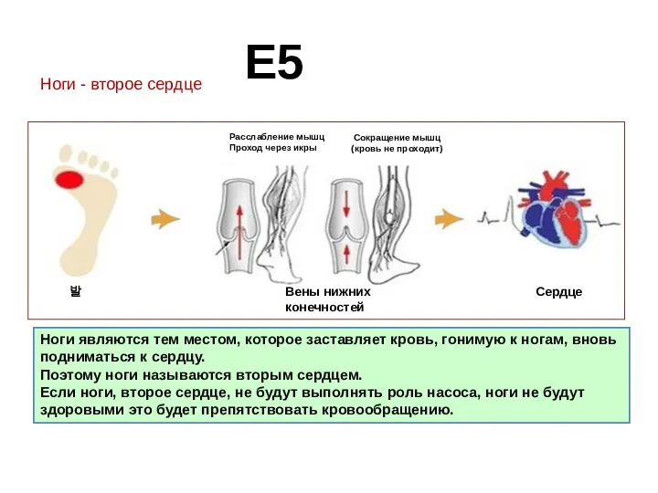 E5 Ноги - второе сердце Ноги являются тем местом, которое