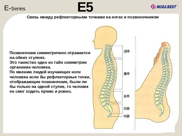 E-Series E5 Позвоночник симметричено отражается на обеих ступнях. Это таинство