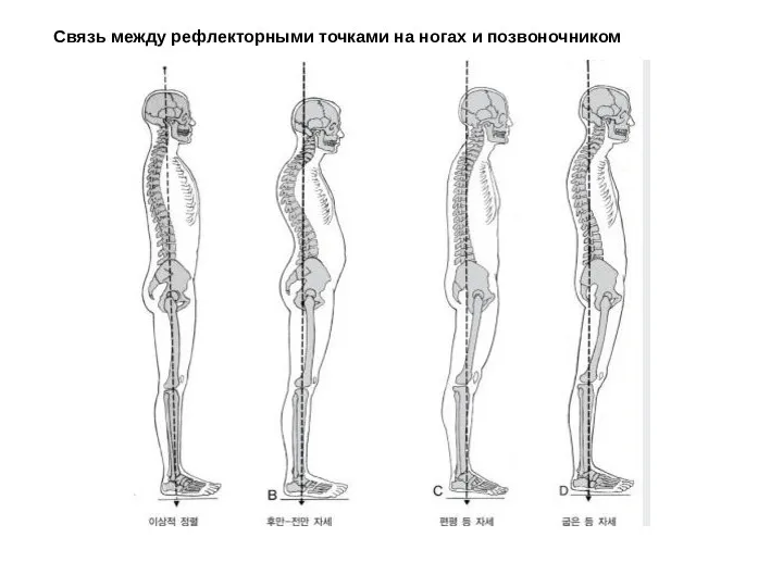 Связь между рефлекторными точками на ногах и позвоночником