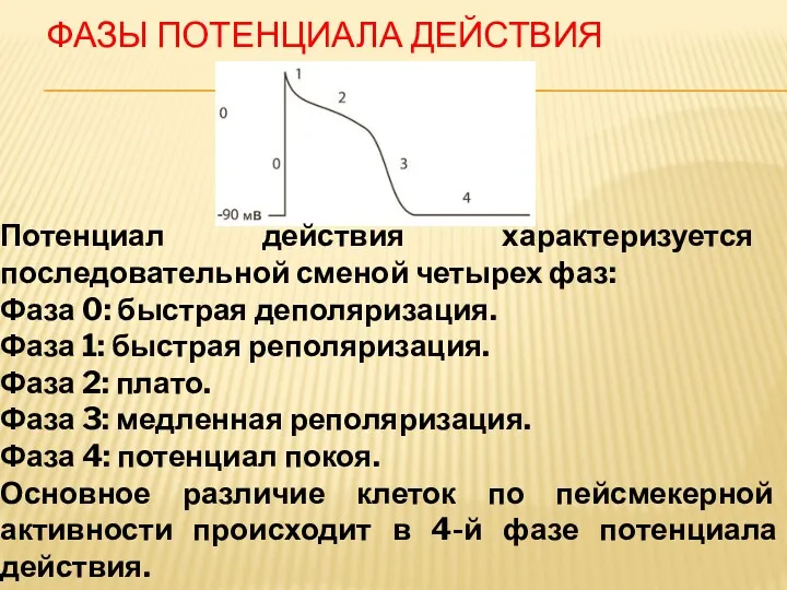 ФАЗЫ ПОТЕНЦИАЛА ДЕЙСТВИЯ Потенциал действия характеризуется последовательной сменой четырех фаз: